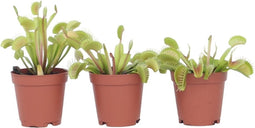 Plant in a Box - Dionaea Muscipula - Vleesetende plant - Set van 3 - Venus Vliegenvanger - Kamerplant - Pot 5,5cm - Hoogte 5-10cm