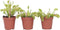 Plant in a Box - Dionaea Muscipula - Vleesetende plant - Set van 3 - Venus Vliegenvanger - Kamerplant - Pot 5,5cm - Hoogte 5-10cm