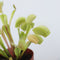 Plant in a Box - Dionaea Muscipula - Vleesetende plant - Set van 3 - Venus Vliegenvanger - Kamerplant - Pot 5,5cm - Hoogte 5-10cm