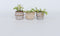 Plant in a Box - Dionaea Muscipula - Vleesetende plant - Set van 3 - Venus Vliegenvanger - Kamerplant - Pot 5,5cm - Hoogte 5-10cm