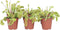 Plant in a Box - Dionaea Muscipula - Vleesetende plant - Set van 6 - Venus Vliegenvanger - Kamerplant - Pot 5,5cm - Hoogte 5-10cm