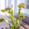 Plant in a Box - Dionaea Muscipula - Vleesetende plant - Set van 6 - Venus Vliegenvanger - Kamerplant - Pot 5,5cm - Hoogte 5-10cm