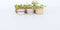 Plant in a Box - Dionaea Muscipula - Vleesetende plant - Set van 6 - Venus Vliegenvanger - Kamerplant - Pot 5,5cm - Hoogte 5-10cm