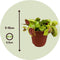 Plant in a Box - Dionaea Muscipula - Vleesetende plant - Set van 6 - Venus Vliegenvanger - Kamerplant - Pot 5,5cm - Hoogte 5-10cm