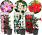 Plant in a Box - Dipladenia sanderii - Mix van 3 Dipladenia - Rio Red, Rio White, Rio Pink - Pot 9cm - Hoogte 25-40cm
