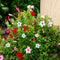 Plant in a Box - Dipladenia sanderii - Mix van 3 Dipladenia - Rio Red, Rio White, Rio Pink - Pot 9cm - Hoogte 25-40cm