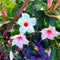 Plant in a Box - Dipladenia sanderii - Mix van 3 Dipladenia - Rio Red, Rio White, Rio Pink - Pot 9cm - Hoogte 25-40cm
