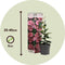 Plant in a Box - Dipladenia sanderii - Mix van 3 Dipladenia - Rio Red, Rio White, Rio Pink - Pot 9cm - Hoogte 25-40cm