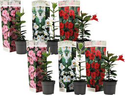 Plant in a Box - Dipladenia sanderii - Mix van 6 Dipladenia - Rio Red, Rio White, Rio Pink - Pot 9cm - Hoogte 25-40cm