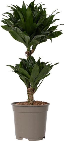 Plant in a Box - Dracaena deremensis 'Compacta' - Drakenboom - Kamerplant - ⌀ 17 cm - Hoogte 50 tot 65cm