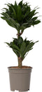Plant in a Box - Dracaena deremensis 'Compacta' - Drakenboom - Kamerplant - ⌀ 17 cm - Hoogte 50 tot 65cm
