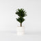 Plant in a Box - Dracaena deremensis 'Compacta' - Drakenboom - Kamerplant - ⌀ 17 cm - Hoogte 50 tot 65cm