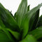 Plant in a Box - Dracaena deremensis 'Compacta' - Drakenboom - Kamerplant - ⌀ 17 cm - Hoogte 50 tot 65cm