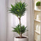 Plant in a Box - Dracaena deremensis 'Compacta' - Drakenboom - Kamerplant - ⌀ 17 cm - Hoogte 50 tot 65cm