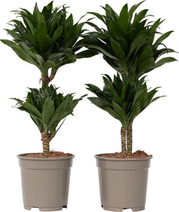 Plant in a Box - Dracaena deremensis 'Compacta' - Set van 2 - Kamerplanten - Potmaat 17 cm - Hoogte 50-65 cm