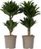 Plant in a Box - Dracaena deremensis 'Compacta' - Set van 2 - Kamerplanten - Potmaat 17 cm - Hoogte 50-65 cm