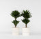 Plant in a Box - Dracaena deremensis 'Compacta' - Set van 2 - Kamerplanten - Potmaat 17 cm - Hoogte 50-65 cm