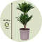 Plant in a Box - Dracaena deremensis 'Compacta' - Set van 2 - Kamerplanten - Potmaat 17 cm - Hoogte 50-65 cm