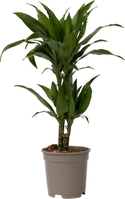 Plant in a Box - Dracaena Deremensis Janet Craig - groene kamerplant - Gemakkelijk te verzorgen - Donkergroene bladeren - Pot 17cm - Hoogte 60-70cm