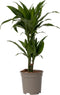Plant in a Box - Dracaena Deremensis Janet Craig - groene kamerplant - Gemakkelijk te verzorgen - Donkergroene bladeren - Pot 17cm - Hoogte 60-70cm