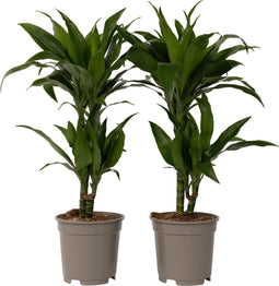 Plant in a Box - Dracaena Deremensis Janet Craig - groene kamerplant - Gemakkelijk te verzorgen - Donkergroene bladeren - Pot 17cm - Hoogte 60-70cm