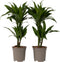 Plant in a Box - Dracaena Deremensis Janet Craig - groene kamerplant - Gemakkelijk te verzorgen - Donkergroene bladeren - Pot 17cm - Hoogte 60-70cm