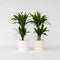 Plant in a Box - Dracaena Deremensis Janet Craig - groene kamerplant - Gemakkelijk te verzorgen - Donkergroene bladeren - Pot 17cm - Hoogte 60-70cm