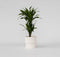 Plant in a Box - Dracaena Deremensis Janet Craig - groene kamerplant - Gemakkelijk te verzorgen - Donkergroene bladeren - Pot 17cm - Hoogte 60-70cm