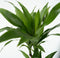 Plant in a Box - Dracaena Deremensis Janet Craig - groene kamerplant - Gemakkelijk te verzorgen - Donkergroene bladeren - Pot 17cm - Hoogte 60-70cm
