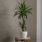 Plant in a Box - Dracaena Deremensis Janet Craig - groene kamerplant - Gemakkelijk te verzorgen - Donkergroene bladeren - Pot 17cm - Hoogte 60-70cm