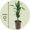Plant in a Box - Dracaena Deremensis Janet Craig - groene kamerplant - Gemakkelijk te verzorgen - Donkergroene bladeren - Pot 17cm - Hoogte 60-70cm