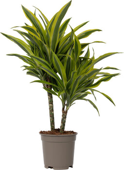 Plant in a Box - Dracaena Deremensis - Lemon Lime - Drakenboom - Pot 17cm - Hoogte 60-70cm