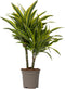 Plant in a Box - Dracaena Deremensis - Lemon Lime - Drakenboom - Pot 17cm - Hoogte 60-70cm