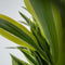 Plant in a Box - Dracaena Deremensis - Lemon Lime - Drakenboom - Pot 17cm - Hoogte 60-70cm