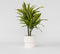 Plant in a Box - Dracaena Deremensis - Lemon Lime - Drakenboom - Pot 17cm - Hoogte 60-70cm