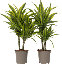 Plant in a Box - Dracaena Deremensis - Lemon Lime - Drakenboom - set van 2 - Pot 17cm - Hoogte 60-70cm