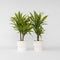 Plant in a Box - Dracaena Deremensis - Lemon Lime - Drakenboom - set van 2 - Pot 17cm - Hoogte 60-70cm