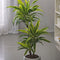 Plant in a Box - Dracaena Deremensis - Lemon Lime - Drakenboom - set van 2 - Pot 17cm - Hoogte 60-70cm