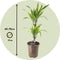 Plant in a Box - Dracaena Deremensis - Lemon Lime - Drakenboom - set van 2 - Pot 17cm - Hoogte 60-70cm