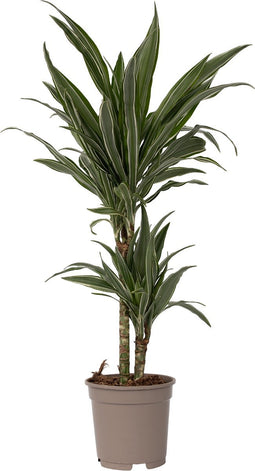 Plant in a Box - Dracaena deremensis 'Warneckei' - Kamerplant - Potmaat 17 cm - Hoogte 60-70 cm