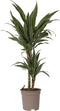 Plant in a Box - Dracaena deremensis 'Warneckei' - Kamerplant - Potmaat 17 cm - Hoogte 60-70 cm