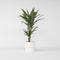 Plant in a Box - Dracaena deremensis 'Warneckei' - Kamerplant - Potmaat 17 cm - Hoogte 60-70 cm