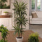 Plant in a Box - Dracaena deremensis 'Warneckei' - Kamerplant - Potmaat 17 cm - Hoogte 60-70 cm