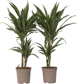 Plant in a Box - Dracaena deremensis 'Warneckei' - Set van 2 - Kamerplanten - Potmaat 17 cm - Hoogte 60-70 cm