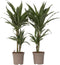 Plant in a Box - Dracaena deremensis 'Warneckei' - Set van 2 - Kamerplanten - Potmaat 17 cm - Hoogte 60-70 cm
