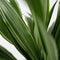 Plant in a Box - Dracaena deremensis 'Warneckei' - Set van 2 - Kamerplanten - Potmaat 17 cm - Hoogte 60-70 cm