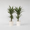 Plant in a Box - Dracaena deremensis 'Warneckei' - Set van 2 - Kamerplanten - Potmaat 17 cm - Hoogte 60-70 cm