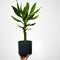 Plant in a Box - Dracaena deremensis 'Warneckei' - Set van 2 - Kamerplanten - Potmaat 17 cm - Hoogte 60-70 cm