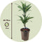Plant in a Box - Dracaena deremensis 'Warneckei' - Set van 2 - Kamerplanten - Potmaat 17 cm - Hoogte 60-70 cm
