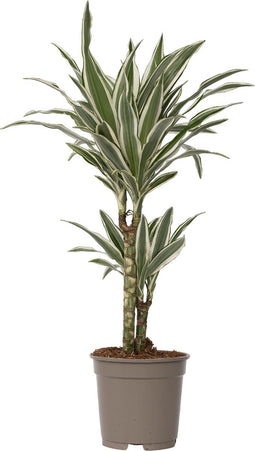 Plant in a Box - Dracaena Deremensis - White Stripe - Drakenboom - Pot 17cm - Hoogte 60-70cm